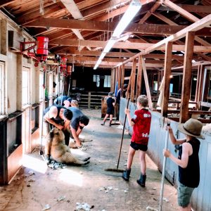 The A team on rousie duty during shearing on High Peak Station