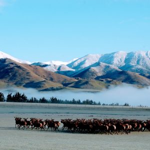 Young velvet stags letting off steam on a bright winter's morning in New Zealand's high country