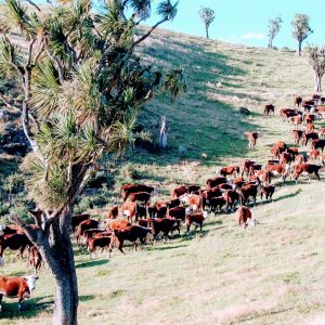 Hereford cows in the appropriately named Cabbage Tree Gully