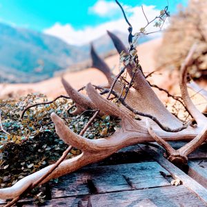 Antlers make for great table decorations - at the High Peak Hut
