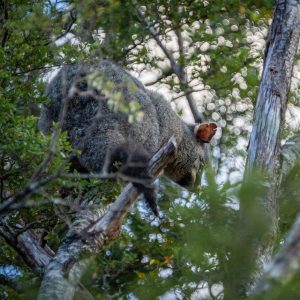 Possum in the beech forest - one of New Zealand's worst pests