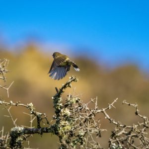 A New Zealand native Grey Warbler takes flight out the back on High Peak.